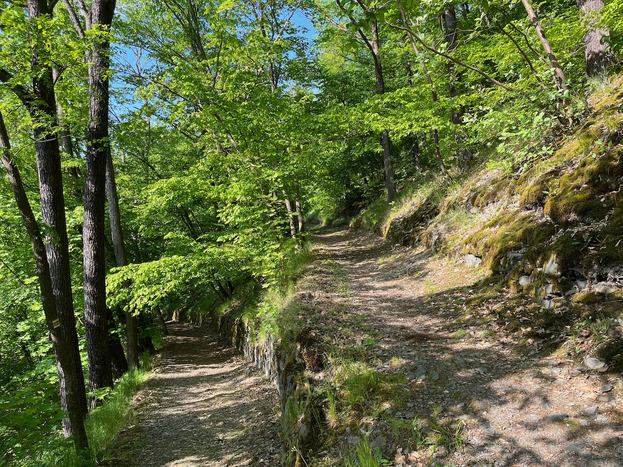 Krivoklat Castle lush green forest