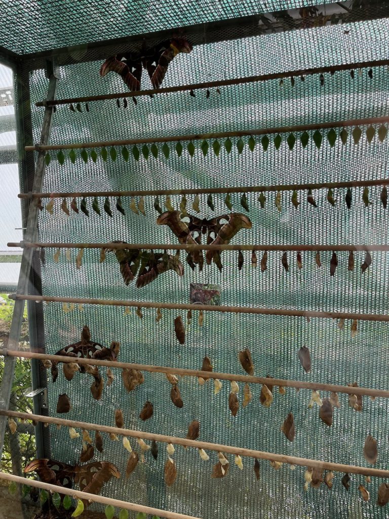 butterfly cocoons