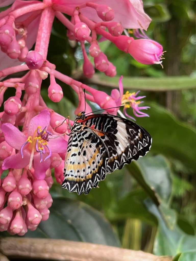 butterfly on flower