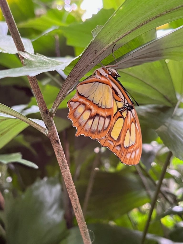 butterfly under the leaf